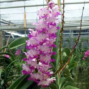 HV28 Orchid Plant Vasco Janice Allison  Grocery & Gourmet 