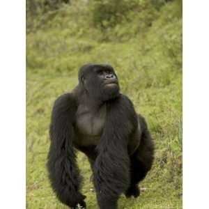  Male Mountain Gorilla (Gorilla Gorilla Beringei) Standing 