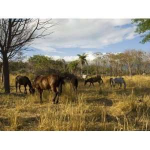 Farmland with Horses Grazing, Near Rincon De La Vieja National Park 