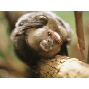  A Black Tufted Ear Marmoset Clings to a Tree Branch 