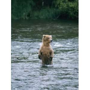 Grizzly Bear (Ursus Arctos Horribilis) Fishing at Brook Falls, Katmai 