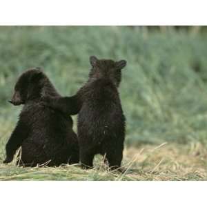  Brown Bear Cubs (Ursus Arctos) in Alaska Photographic 