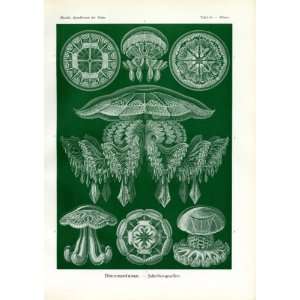  Ernst Haeckel 1904   Discomedusae   Artforms of Nature 