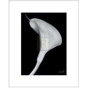  Arum Lily II Poster Print