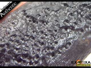 110.8g. Elegant Anda Skin Tektite (Meteorite) RARE#rn46  