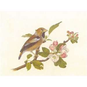  Birds Hawfinch By Frances Le Marchant Highest Quality Art 