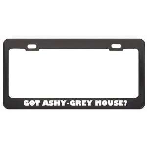Got Ashy Grey Mouse? Animals Pets Black Metal License Plate Frame 