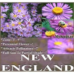  300 Aster NEW ENGLAND Flower Seeds ~ PERENNIAL ~ SUN 