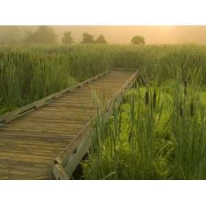  Boardwalk through cattails in fog, Huntley Meadows 