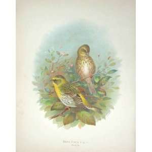    Gronvold Ornithology Bird Jackdaw Colour Print
