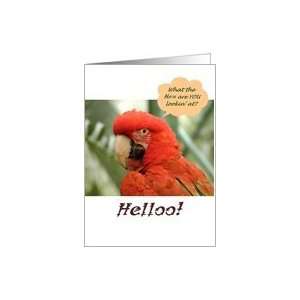  Birthday hello, sarcastic macaw, funny Card Health 