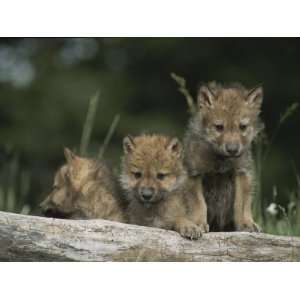  A Trio of Captive Wolf Pups Stand Behind a Fallen Tree 
