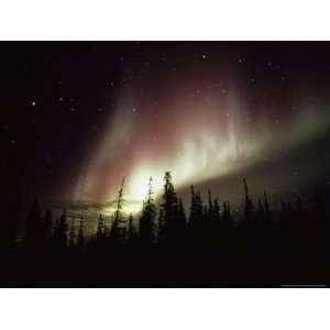 The Aurora Borealis Shimmers in the Sky Above Silhouetted Evergreeens 