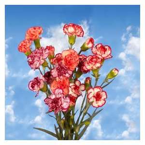 Bi Color Spray Carnations 160 Grocery & Gourmet Food