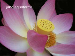 Sacred Lotus J&J Aquafarms Large 10 flowers water plant asian Nelumbo 