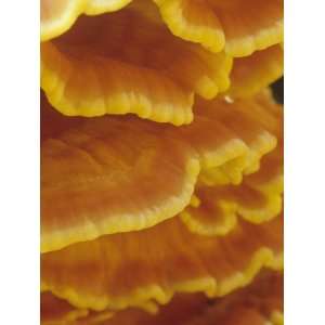  Close Up of the Chicken Mushroom, Laetiporus Sulphureus 