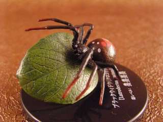 Toxic Arachnid Spider Latrodectus Mactans Black Widow  