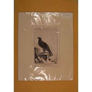  C1812 Golden Eagle Bird Perched Antique Print Fine Art 