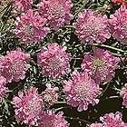 PINK MIST PINCUSHIN [Scabiosa]~~H​ardy long blooming Perrenial 