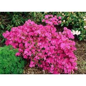  Azalea X Karen   Full Flat of 50 Plants Patio, Lawn 