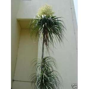  Beaucarnea guatemalensis   ponytail palm 50 seeds 