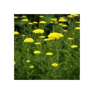   of Gold 50 Seeds Plus Free Seeds with Any Order Patio, Lawn & Garden
