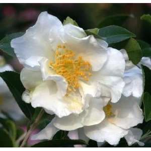  Camellia Setsugekka One Gallon by Monrovia Growers Patio 