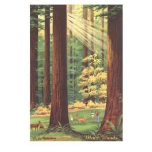  Bucolic Scene, Muir Woods, California Premium Poster Print 