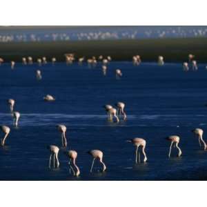 Flock of Migratory Flamingos Foraging in the Laguna Colorada Animal 