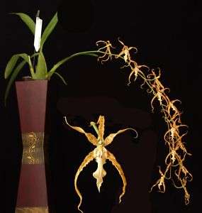 Brassidium Kafkaesque Twisted Sister UniqueOrchid Plant, Blooming 