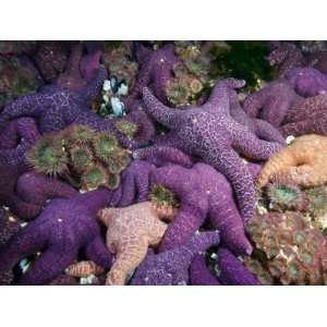  Cluster of Ochre Sea Stars and Sea Anemones Photographic 