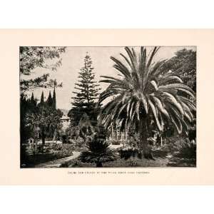  1904 Print Palms Cycads Villa Tosca Palermo Tree Italy 