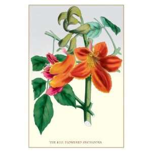 Exclusive By Buyenlarge The Bell Flowered Spathodea 20x30 poster 