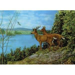    3D Lenticular Picture / Poster 10.5 X 13.5   DEER