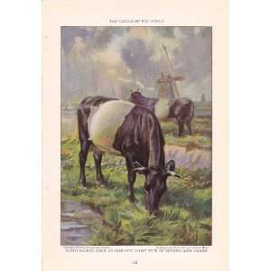   Belted Cows   Cattle of the World Edward Herbert Miner Vintage Cow