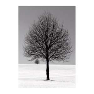  Ilona Wellman   Winter Tree Canvas