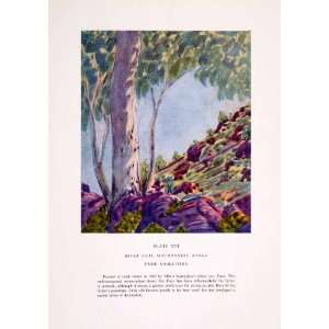 1952 Color Print E. Namatjira Art Eucalyptus Gum Tree MacDonnell Range 