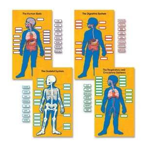  Carson Dellosa Human Body Bulletin Board Set,0.0625 x 20 