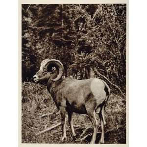  Rocky Mountain Bighorn Sheep Ram Canada Photogravure 