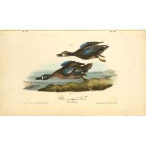   James Audubon   24 x 14 inches   Blue winged Teal. 1. Male. 2. Female