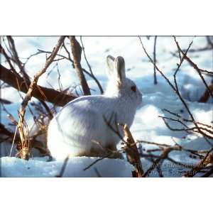Arctic Hare   24x36 Poster