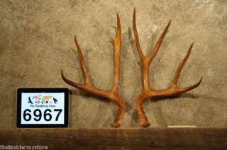 6967 Mule Deer Antlers Taxidermy Mount Horns  
