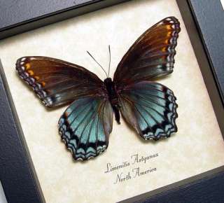 Red Spotted Purple Female Real Framed Butterfly 6289f  