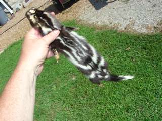 Civet pelt tanned hide spotted skunk fur trap w/ft clws  