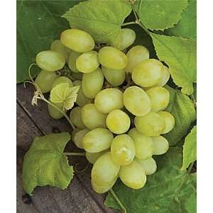  Grape, Marquis Seedless 1 Plant Patio, Lawn & Garden