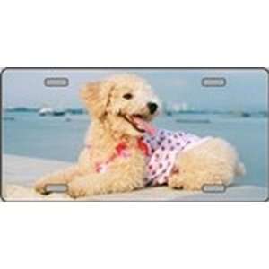 Poodle Dog Pet Novelty License Plates Full Color Photography License 