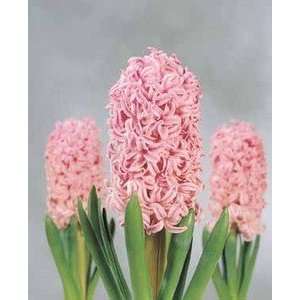  Hyacinth Marconi 17 18 cm. 300 pack Patio, Lawn & Garden