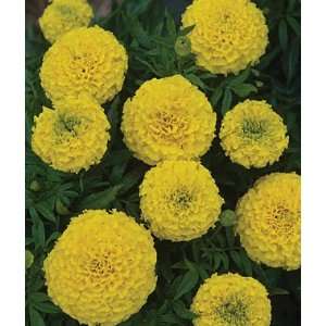  Marigold, Taishan Yellow 1 Pkt. (50 seeds) Patio, Lawn 