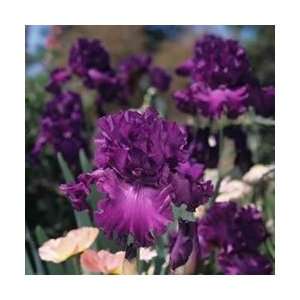  Iris   Swingtown Perennial Flower Patio, Lawn & Garden