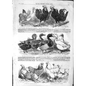   1852 PRIZE BIRDS ASTLEY COCHIN CHINA DUCK BUFF HAMBURG